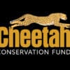 Celebrating International Cheetah Day: Protecting Big Cats with Shannon Kandjai