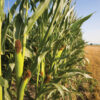 Namibia lifts maize seed import ban from South Africa