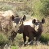 Namibia to establish world’s largest black rhino sanctuary